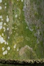Graphical Resource Bamboo Tree Close Up Texture
