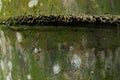 Graphical Resource Bamboo Tree Close Up Texture