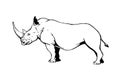 Graphical rhino isolated on white,vector illustration,lined art