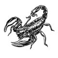 Graphical scorpion isolated on white background