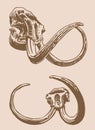 Graphical sepia set of skulls of mammoth , vintage vector illustration for museums,history books