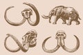 Graphical sepia set of skulls of mammoth , vintage vector illustration for museums,history books