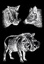 Graphical set of african wild hogs isolated on black,vector engraved elements,boars