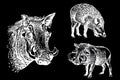 Graphical set of african wild hogs isolated on black,vector engraved elements,boars