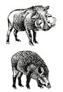 Graphical set of african wild hogs isolated on white,vector elements,boars