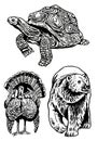 Graphical set of animals isolated on white background,vector illustration. Zoology Royalty Free Stock Photo