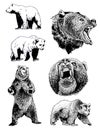 Graphical set of bears isolated on white,vector illustration