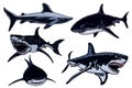 Graphical set blue sharks isolated on white background, vector color elements for textile design and tattoo