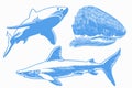 Graphical set of blue sharks isolated on white background,vector color sharks for tattoo and printing Royalty Free Stock Photo