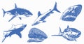 Graphical set of blue sharks isolated on white background,vector color sharks for tattoo and printing Royalty Free Stock Photo