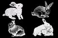 Graphical set of bunnies on black background,vector silhouettes and sketches