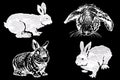 Graphical set of bunnies on black background,vector silhouettes and sketches