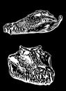 Graphical set of crocodile skulls on black background, vector engraved illustration