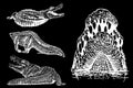 Graphical set of crocodiles isolated on black background, vector engraved illustration Royalty Free Stock Photo