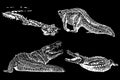 Graphical set of crocodiles isolated on black background, vector engraved illustration Royalty Free Stock Photo