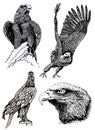 Graphical set of eagles isolated on white background, jpg illustration