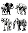 Graphical set of elephants , Asian and African animal. Vector elephant isolated on white