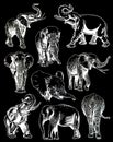 Graphical set of elephants isolated on black background, vector engraved illustration