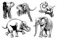 Graphical set of elephants isolated on white background, vector illustration