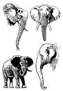 Graphical set of elephants isolated on white background,vector illustration for tattoo ,coloring and printing Royalty Free Stock Photo