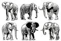 Graphical set of elephants isolated on white background,vector illustration for tattoo ,coloring and printing