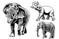 Graphical set of elephants isolated on white background,vector illustration for tattoo ,coloring and printing Royalty Free Stock Photo