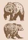 Graphical set of grizzly bears on sepia background ,vector illustration.