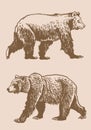 Graphical set of grizzly bears on sepia background ,vector illustration.