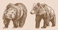 Graphical set of grizzly bears on sepia background ,vector illustration.