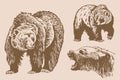 Graphical set of grizzly bears on sepia background ,vector vintage illustration.