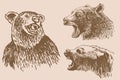 Graphical set of grizzly bears on sepia background ,vector vintage illustration.