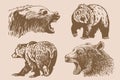 Graphical set of grizzly bears on sepia background ,vector vintage illustration.