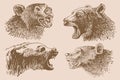 Graphical set of grizzly bears on sepia background ,vector vintage illustration.