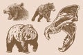 Graphical set of grizzly bears on sepia background ,vector vintage illustration.