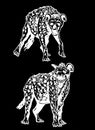 Graphical set of hyenas isolated on black background, vector engraved illustration Royalty Free Stock Photo