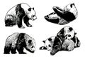 Graphical set of panda isolated on white background,vector bears