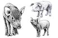 Graphical set of pigs isolated on white background, jpg illustration