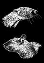 Graphical set of portraits of rats on black isolated,vector engraved illustration