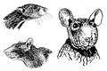 Graphical set of portraits of rats on white isolated,vector illustration