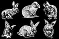 Graphical set of rabbits isolated on black,vector engraved illustration. Bunnies