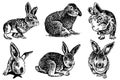 Graphical set of rabbits isolated on white,vector illustration. Bunnies