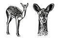 Graphical set of roe deers on white , vector drawing Royalty Free Stock Photo