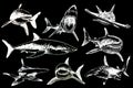 Graphical set of sharks isolated on black background, vector engraved illustration Royalty Free Stock Photo