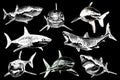 Graphical set of sharks isolated on black background, vector engraved illustration Royalty Free Stock Photo