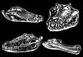 Graphical set of skulls of crocodiles isolated on black background,vector engraved elements,water dinosaur Royalty Free Stock Photo