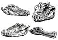 Graphical set of skulls of crocodiles isolated on white background,vector elements,water dinosaur