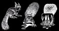 Graphical set of squirrels isolated on black,rodents. Vector illustration of forest animal