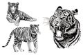 Graphical set of tigers isolated on white background, vector illustration