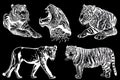 Graphical set of tigers and lions isolated on black background,vector hand-drawn illustration for tattoo and printing Royalty Free Stock Photo