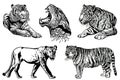 Graphical set of tigers and lions isolated on white background,vector hand-drawn illustration for tattoo and printing Royalty Free Stock Photo